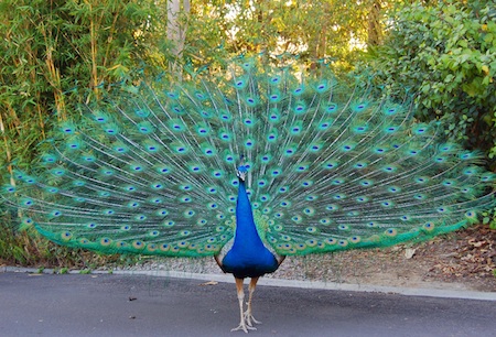 peacock
